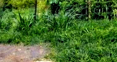 Fazenda em Anápolis com 9 Litros e 69m²