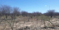 Área de Terras Fazenda Maringá - 40ha