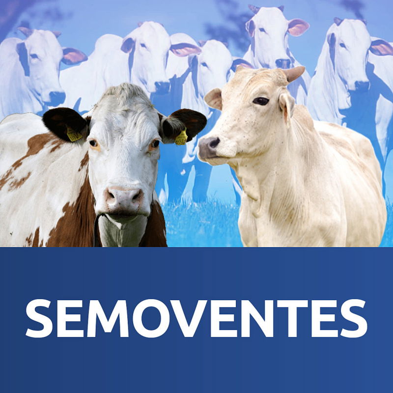28 Vacas de Aptidão Leiteira da Raça Cruzada