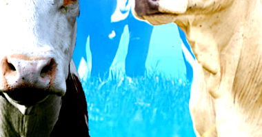 28 Vacas de Aptidão Leiteira da Raça Cruzada