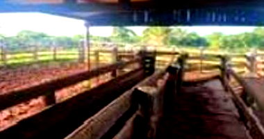 Fazenda Ibiporão I - 140ha com estrutura para pecuária