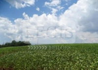Imóvel Rural com 4,84ha em Santa Mariana/PR