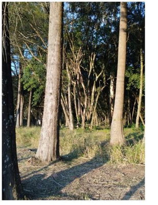Terreno Amplo em Curitiba - 41.892m²