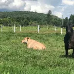 Fazenda Angicos com 481 hectares em Carnaubais/RN
