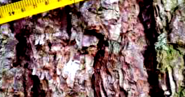 Terreno rural de 500.000m² com 30 hectares de pinus, área acidentada