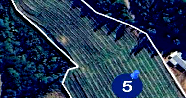 Gleba Rural com Plantação de Macieiras