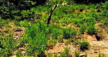 Terreno urbano de 312m² em Umuarama/PR