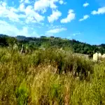 Terreno com benfeitoria de 2.532,67m² no Vila Nova, 0 quartos