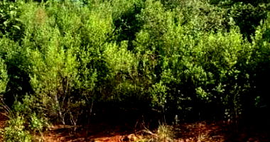 Terreno Urbano 450,89m² em área alta valorizada, desocupado