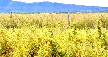 Imóvel Rural com 17ha em Mato Verde/MG