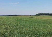 Área Rural de 11 ha em Maçambará/RS
