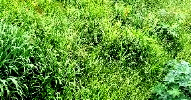 Terreno em Duas Barras/RJ com 150,2m²