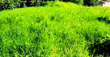 Lote Urbano com 787,20 m² em São José do Cedro/SC