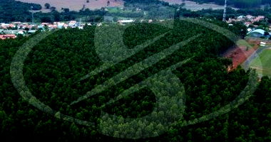 Floresta de Eucaliptos em Bom Estado
