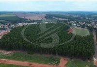 Floresta de Eucaliptos em Bom Estado