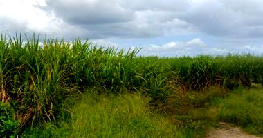 Imóvel Rural com 233ha em Sapé/PB