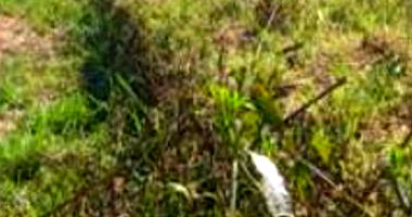 Terreno Urbano com Área de 360m² em Laurentino-SC