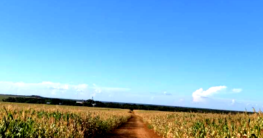 Fazenda Colomba com 4.919ha e pista de avião