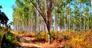 Terreno urbano com 56,97 ha e eucalipto
