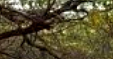 Terreno Rural com 30 Hectares em Umarizal/RN