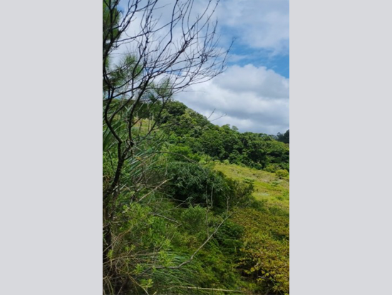 Terreno de 8.442,72m² em Caxias do Sul