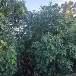 Terreno urbano 360 m² sem benfeitorias, lote 2, quadra 82