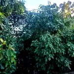 Terreno urbano 360 m² sem benfeitorias, lote 2, quadra 82