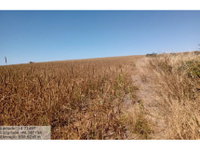 Área Rural em Leilão com 306ha