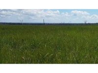 Fazenda Carabussu com 459,8 hectares - Terreno plano e pasto nativo