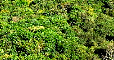 Terreno Rural 9.075m² em Balsa Nova/PR