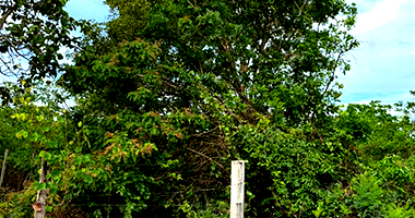 Terreno em Nova Xavantina com 4.930m²