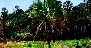 Terreno Amplo em Fortaleza/CE - Oportunidade Única