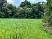 Terreno rural em São Bernardino, SC - 8,1031ha