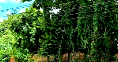 Terreno em Matinhos com 462,50m²