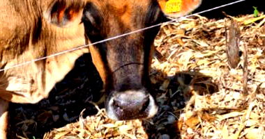 Vaca Jersey com brinco 616731, prenha