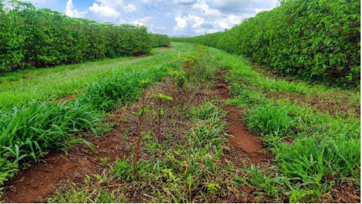 Fração de 92% da Fazenda Aleluia, 36,72 hectares