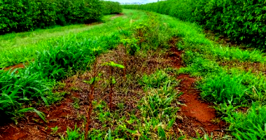 Fração de 92% da Fazenda Aleluia, 36,72 hectares
