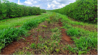 Fração de 92% da Fazenda Aleluia, 36,72 hectares