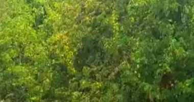 Terreno de 14.000m² em Loteamento Tarumã