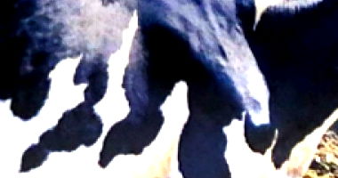 25 Vacas Mestiças de Pardo Suíço com Holandesa