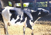 25 Vacas Mestiças de Pardo Suíço com Holandesa