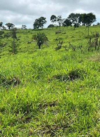 Sítio com 12,1 ha de pastagem em Alta Floresta D'Oeste