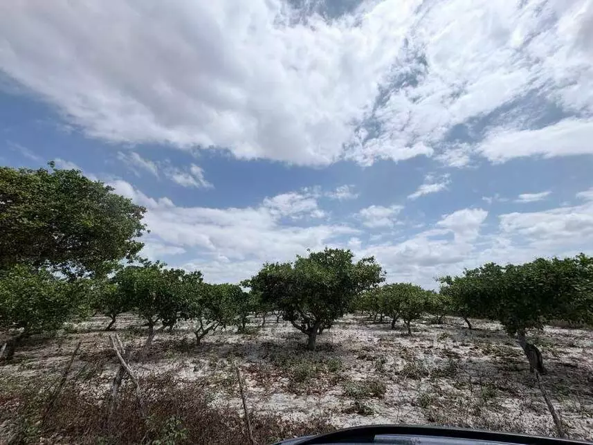 Terreno de 6.600m² em Tiririca - Pacajus/CE - Leilão Extrajudicial