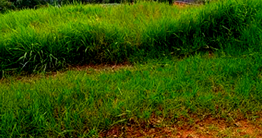 Terreno em Chapecó com 364m²