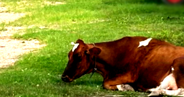 2 Semoventes Bovinos em Piedade/SP, leilão judicial