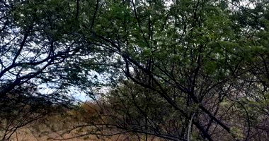 15 hectares de terras rurais em Campo Grande do Piauí
