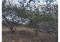 15 hectares de terras rurais em Campo Grande do Piauí