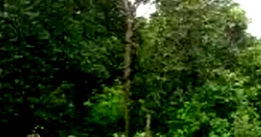 Terreno Amplo em Leilão - Jardim das Acácias