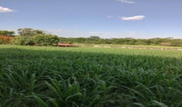 Imóvel Rural com 28 ha em Gurinhatã
