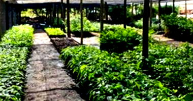 3 Imóveis Residenciais, Comerciais e Rurais em Posse/GO